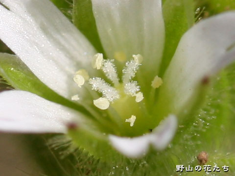 オランダミミナグサ－花５