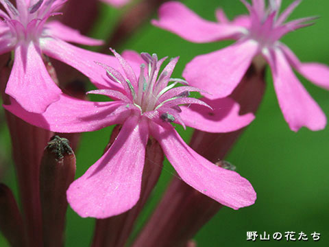 ムシトリナデシコ－花
