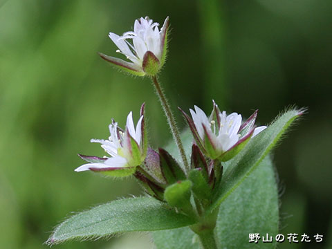 ミミナグサ－花