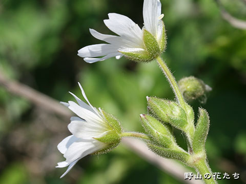 オオバナノミミナグサ－花