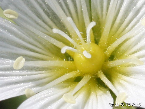 オオバナノミミナグサ－花３