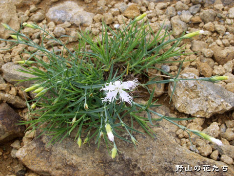クモイナデシコ－白花