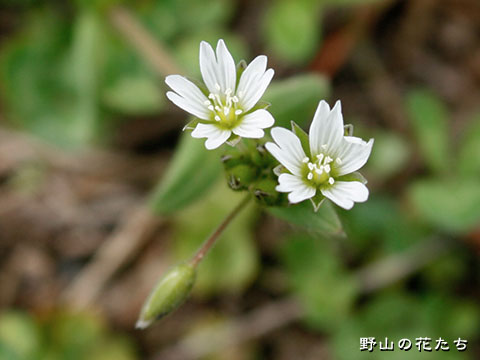 オオミミナグサ－花