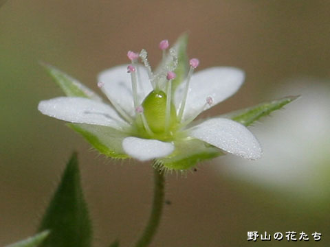 ノミノツヅリ－花