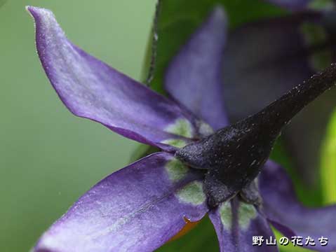 オオマルバノホロシ－花３