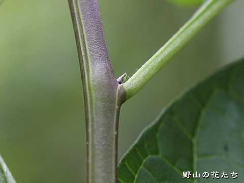 オオマルバノホロシ－茎