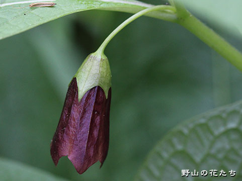 ハシリドコロ－花