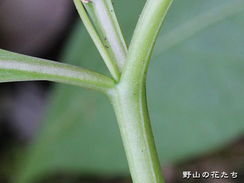 ハシリドコロ－茎