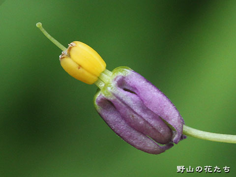 マルバノホロシ－花