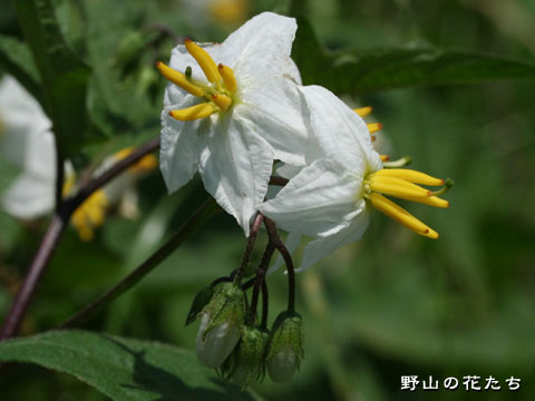 シロパナワルナスビ－花