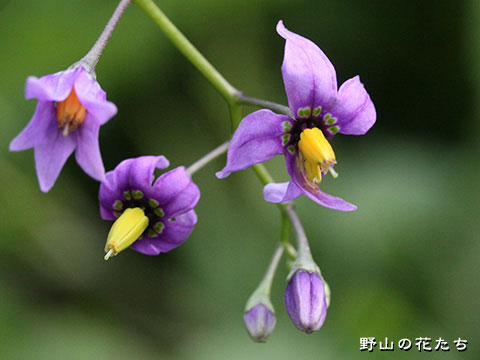オオマルバノホロシ－花