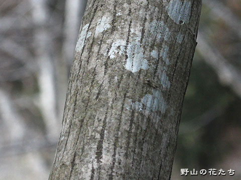 カントウマユミ－樹皮