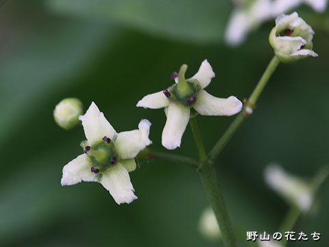 コマユミ－花