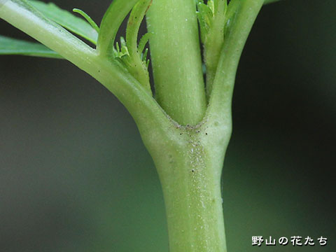 オミナエシ－茎