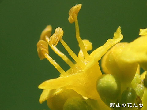 オミナエシ－花３