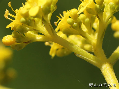 オミナエシ－花４