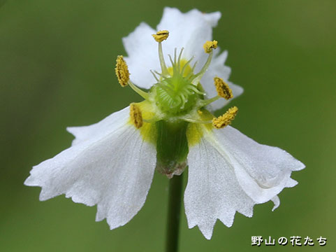 トウゴクヘラオモダカ－花