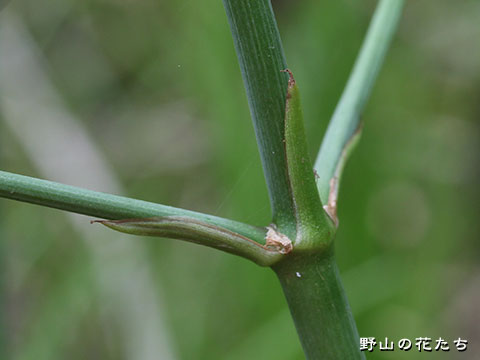トウゴクヘラオモダカ－茎