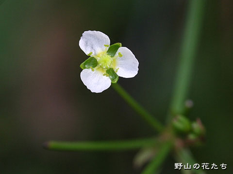 サジオモダカ－花