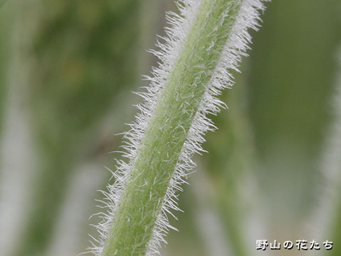 ツボミオオバコ－花茎