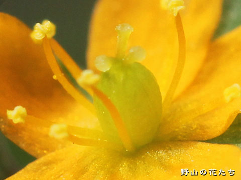 コケオトギリ－花４