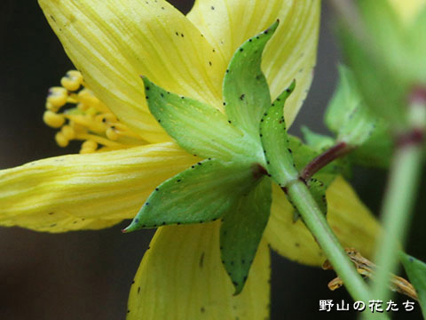 エゾオトギリ－花２
