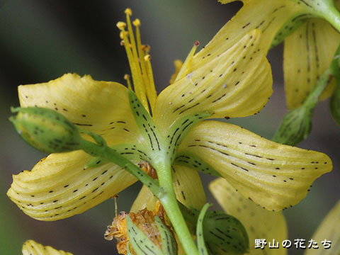 オシマオトギリ－花３