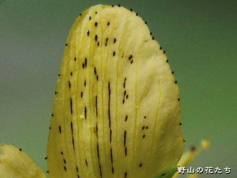 オシマオトギリ－花２