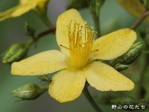 オシマオトギリ－花