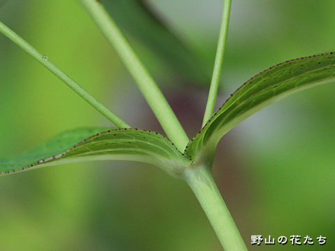オシマオトギリ－茎