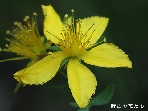 コゴメバオトギリ－花