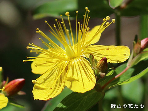 シナノオトギリ－花