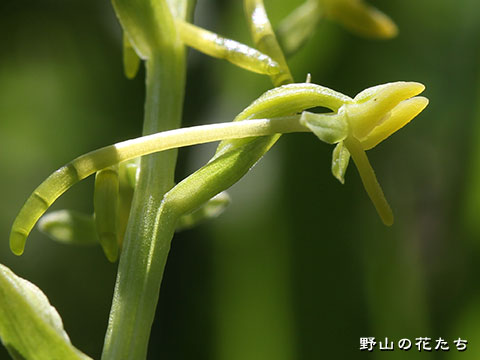 ホソバノキソチドリ－花３