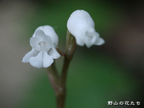 アリドオシラン－花