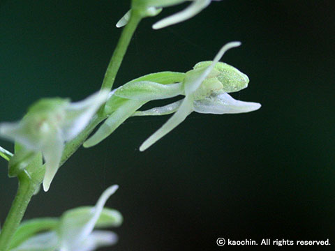 オオキソチドリ－花２