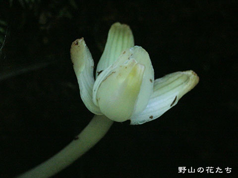 キバナノショウキラン－花