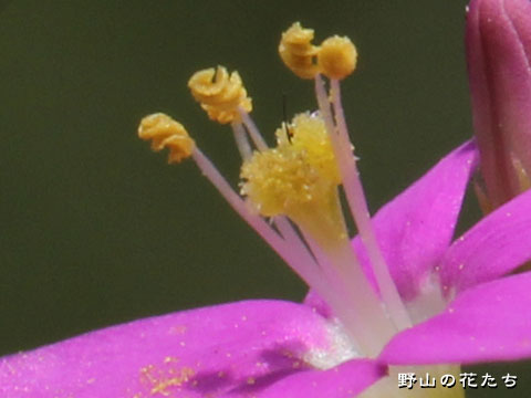 ハナハマセンブリ－花３