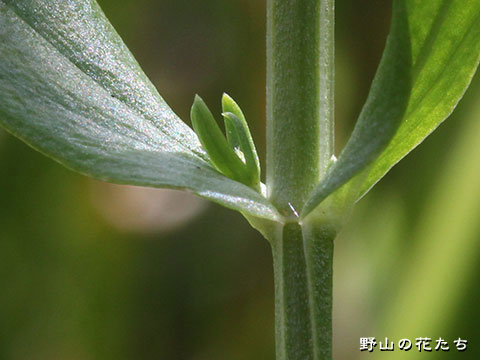 ベニバナセンブリ－茎