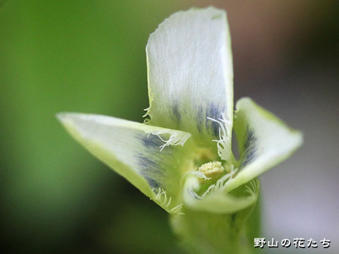 シロウマリンドウ－花２