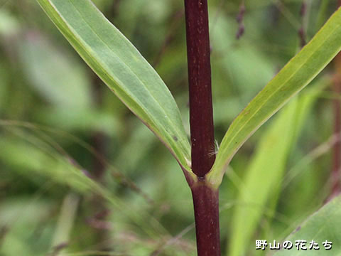 エゾリンドウ－茎