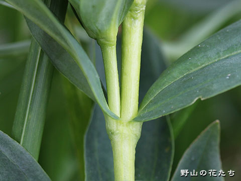 エゾオヤマリンドウ－茎