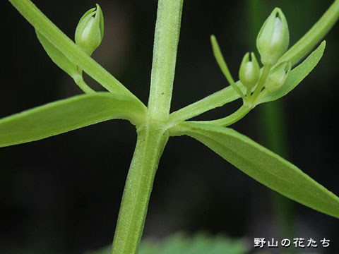 ハッポウタカネセンブリ－茎