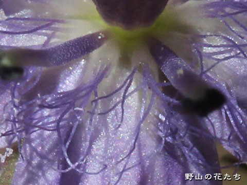 ムラサキセンブリ－花２