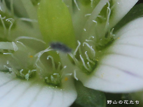 ヒロキセンブリ－花３