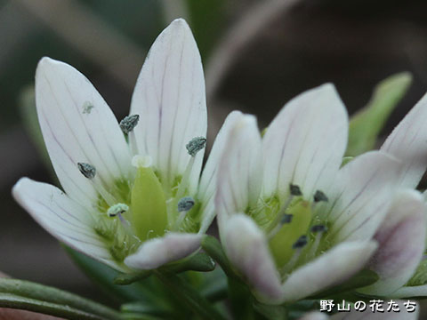 ヒロハセンブリ－花