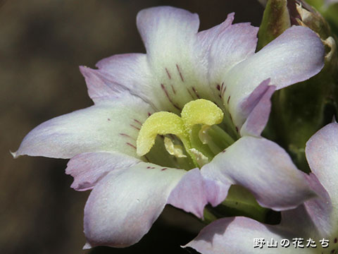 トキイロフデリンドウ－花