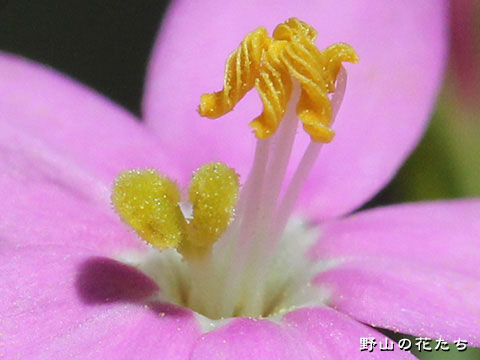ベニバナセンブリ－花４