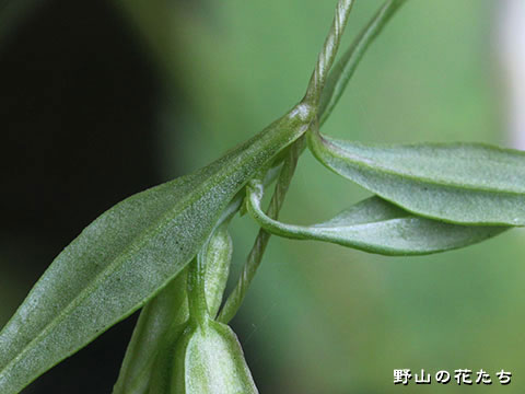 ホソバノツルリンドウ－茎