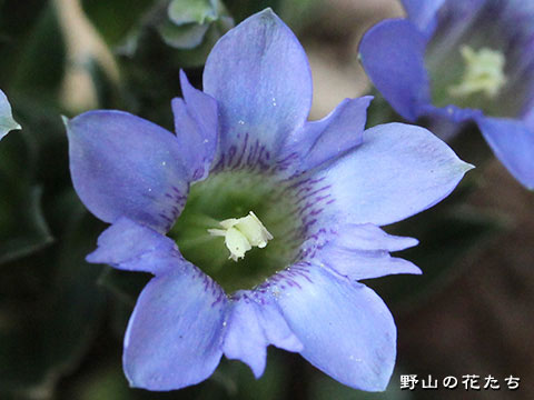 フデリンドウ－花