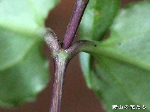 テングノコヅチ－茎